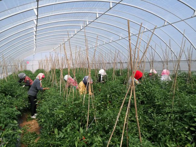 塞龙村走向繁荣与和谐共生的未来发展规划
