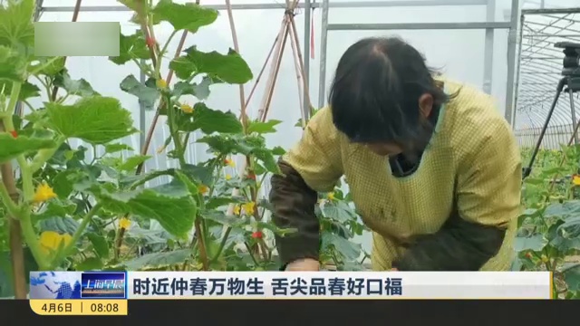 探索新时代美味与健康，软萌最新黄瓜品鉴之旅