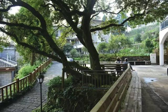 山庄林场绿色发展步伐加快，未来活力四溢展望最新新闻